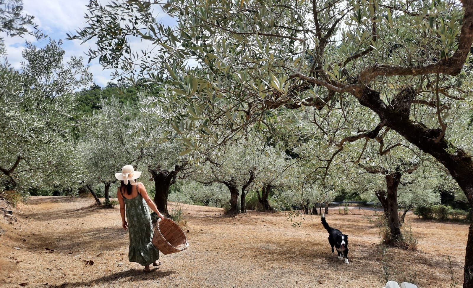 I-Lunga olive grove estate with ancient olive trees and Mediterranean countryside